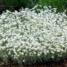 Image result for cerastium tomentosum