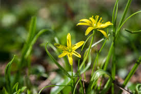 Attēlu rezultāti vaicājumam “Gagea pratensis flower”