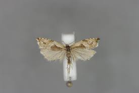 Attēlu rezultāti vaicājumam “Ancylis myrtillana”