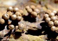 Attēlu rezultāti vaicājumam “Cribraria argillacea”