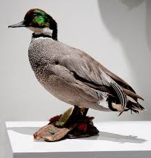 Attēlu rezultāti vaicājumam “Anas platyrhynchos”