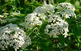 Attēlu rezultāti vaicājumam “Adoxaceae”