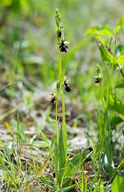 Attēlu rezultāti vaicājumam “Ophrys insectifera leaf”
