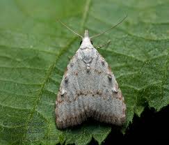 Attēlu rezultāti vaicājumam “Nola aerugula”