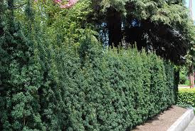 Attēlu rezultāti vaicājumam “Taxus”