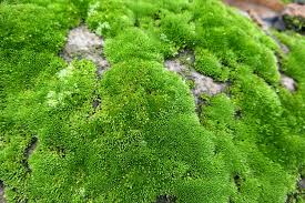 Attēlu rezultāti vaicājumam “Bryum”