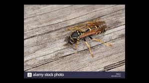 Attēlu rezultāti vaicājumam “Polistes nimpha”