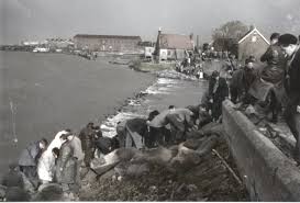 Image result for zeeland 1953