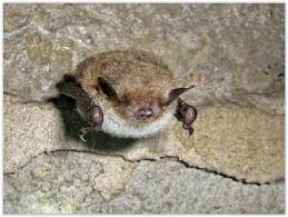 Attēlu rezultāti vaicājumam “Myotis dasycneme”