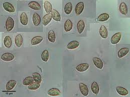 Attēlu rezultāti vaicājumam “Pachyphloeus melanoxanthus”