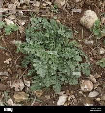 Attēlu rezultāti vaicājumam “Jacobaea vulgaris leaf”
