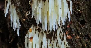 Attēlu rezultāti vaicājumam “Mucronella”