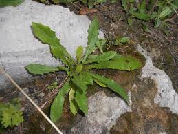 Attēlu rezultāti vaicājumam “Leontodon hispidus leaf”