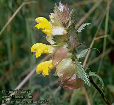 Attēlu rezultāti vaicājumam “Rhinanthus serotinus flower”