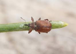 Attēlu rezultāti vaicājumam “Anthonomus phyllocola”