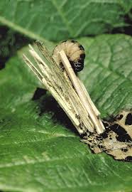 Attēlu rezultāti vaicājumam “Psyche casta larva”