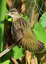 Image result for Locustella certhiola