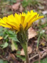 Attēlu rezultāti vaicājumam “Leontodon hispidus fruit”