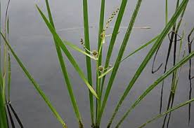 Attēlu rezultāti vaicājumam “Sparganiaceae”