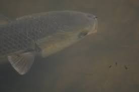 Image result for Chelon ramada