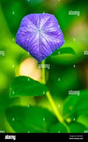 Attēlu rezultāti vaicājumam “Campanula persicifolia bud”