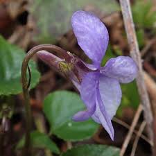 Attēlu rezultāti vaicājumam “Viola reichenbachiana leaf”