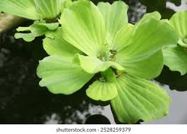 Attēlu rezultāti vaicājumam “Pistia stratiotes leaf”