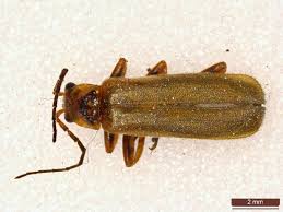 Attēlu rezultāti vaicājumam “Cantharis figurata”