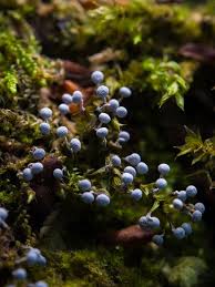 Attēlu rezultāti vaicājumam “Physarum leucophaeum”