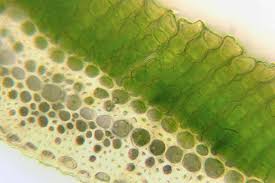 Attēlu rezultāti vaicājumam “Polytrichum commune var. perigoniale”