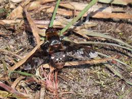 Attēlu rezultāti vaicājumam “Exoprosopa capucina”