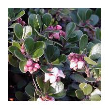 Attēlu rezultāti vaicājumam “Arctostaphylos uva-ursi leaf”