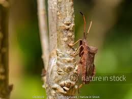 Attēlu rezultāti vaicājumam “Coreus marginatus”