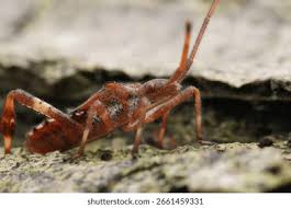 Attēlu rezultāti vaicājumam “Closterotomus biclavatus nymph”