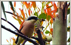 Attēlu rezultāti vaicājumam “Lanius collurio”