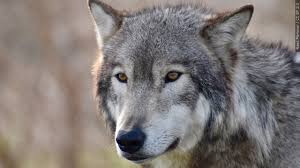 Image result for Weston Rhyn Wolves