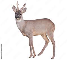 Attēlu rezultāti vaicājumam “Capreolus capreolus”