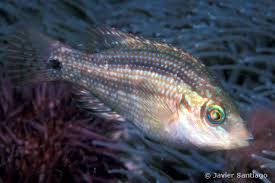 Image result for Symphodus melops