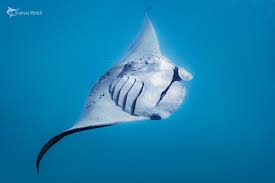 Image result for Mobula alfredi