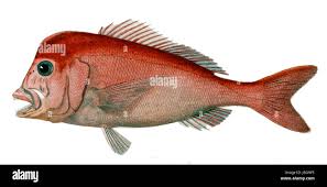 Image result for Chrysoblephus cristiceps