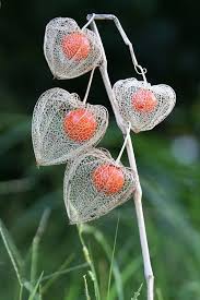 Attēlu rezultāti vaicājumam “Physalis alkekengi flower”
