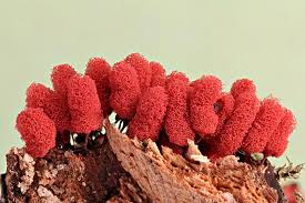 Attēlu rezultāti vaicājumam “Arcyria denudata macro”