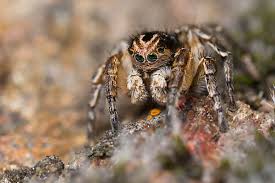 Attēlu rezultāti vaicājumam “Aelurillus v-insignitus”