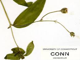 Attēlu rezultāti vaicājumam “Moehringia lateriflora flower”