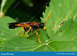 Attēlu rezultāti vaicājumam “Tenthredo campestris”