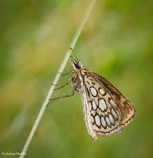 Attēlu rezultāti vaicājumam “Heteropterus morpheus upperside”