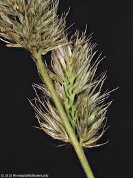 Attēlu rezultāti vaicājumam “Grimmia muehlenbeckii sporophyte”