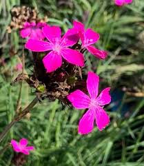 Image result for Dianthus carthusianorum