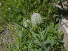 Attēlu rezultāti vaicājumam “Trifolium arvense leaf”