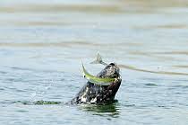 Attēlu rezultāti vaicājumam “Belone belone”